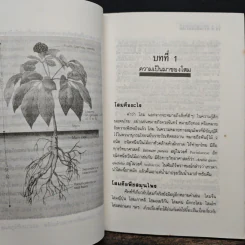ความลับของโสม จากสูตรยาตุ๋นถึงงานวิจัย - อรชุน เลียววัฒนะผล รูปที่ 8