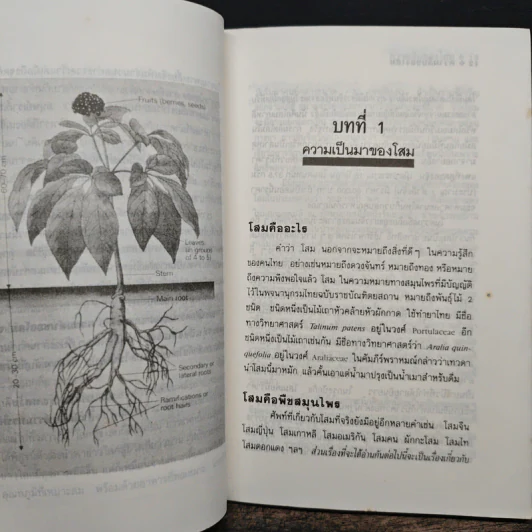 ความลับของโสม จากสูตรยาตุ๋นถึงงานวิจัย - อรชุน เลียววัฒนะผล รูปที่ 8