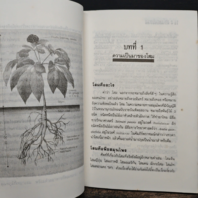ความลับของโสม จากสูตรยาตุ๋นถึงงานวิจัย - อรชุน เลียววัฒนะผล รูปที่ 8
