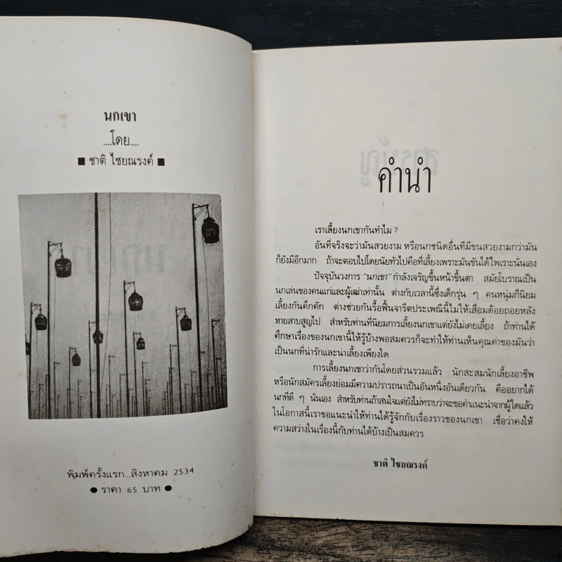 นกเขา - ชาติ ไชยณรงค์ รูปที่ 6
