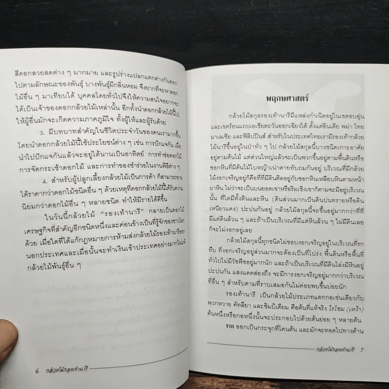 กล้วยไม้รองเท้านารี - ไชยา, ลาวัลย์ รูปที่ 8