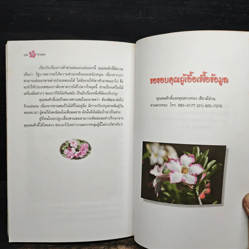 การปลูกไม้ดอก ไม้ประดับ ชวนชม รูปที่ 9