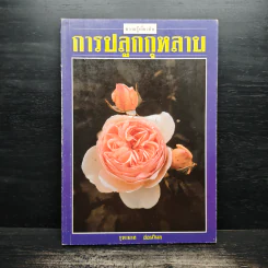 การปลูกกุหลาบ - จุฑามาศ รูปที่ 1