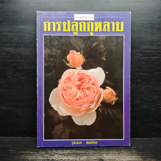 การปลูกกุหลาบ - จุฑามาศ รูปที่ 1
