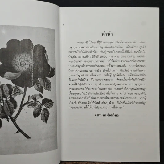 การปลูกกุหลาบ - จุฑามาศ รูปที่ 7