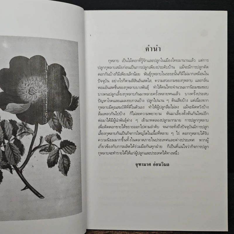 การปลูกกุหลาบ - จุฑามาศ รูปที่ 7
