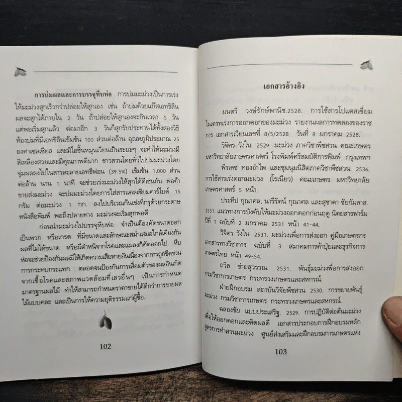 คู่มือการปลูกมะม่วงนอกฤดู รูปที่ 10
