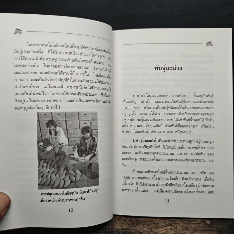 คู่มือการปลูกมะม่วงนอกฤดู รูปที่ 9