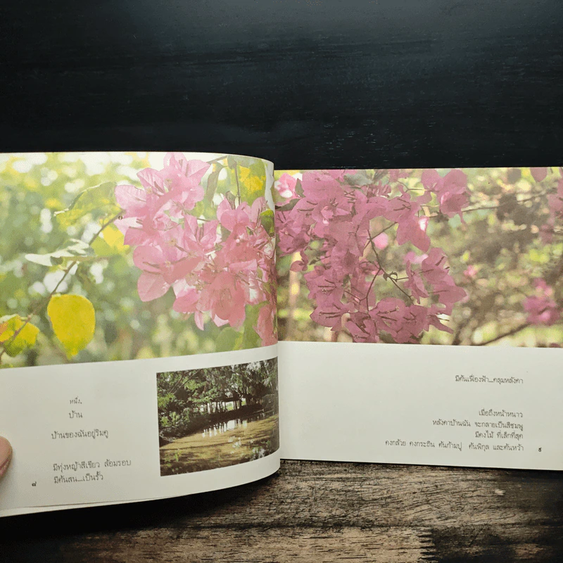 ต้นหว้าหน้ากระได - ประคำกรอง พงษ์ไพบูลย์ รูปที่ 7