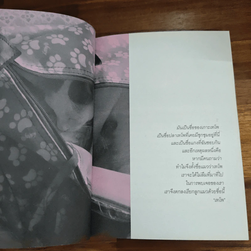 ยังดีที่มีแมว - วุฐิศานติ์ จันทร์วิบูล รูปที่ 8