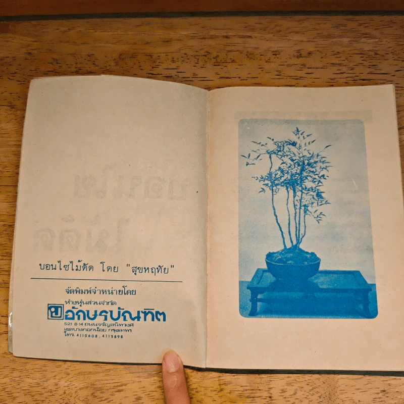 บอนไซไม้ดัด - สุขหฤทัย รูปที่ 7
