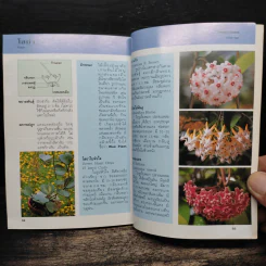 คู่มือคนรักต้นไม้ ไม้แขวน - อฤชัย พงษ์ไสว รูปที่ 8