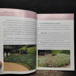 คู่มือคนรักต้นไม้ ไม้ดอกคลุมดิน - ปัทมา แซ่ลี้ รูปที่ 7