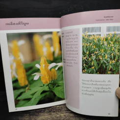 คู่มือคนรักต้นไม้ ไม้ดอกคลุมดิน - ปัทมา แซ่ลี้ รูปที่ 9