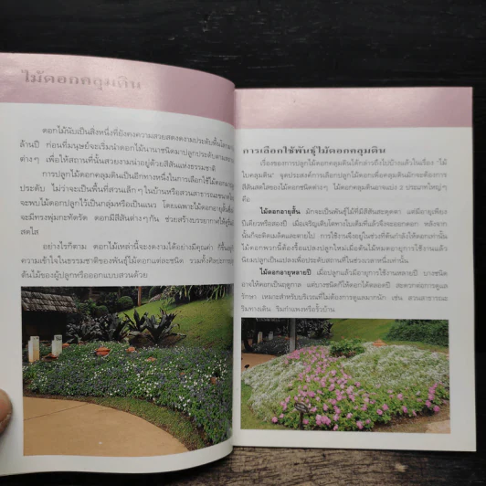 คู่มือคนรักต้นไม้ ไม้ดอกคลุมดิน - ปัทมา แซ่ลี้ รูปที่ 7