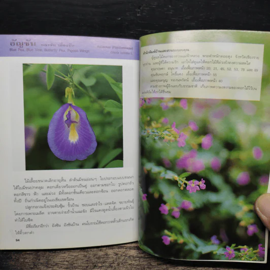 คู่มือคนรักต้นไม้ ดอกไม้สีม่วง - สุปรียา จันทะเหลา รูปที่ 8
