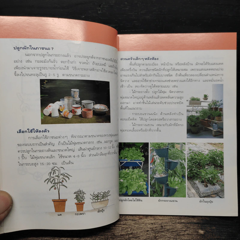 คู่มือคนรักต้นไม้ ไม้ดอกกระถาง - อฤชร พงษ์ไสว รูปที่ 8