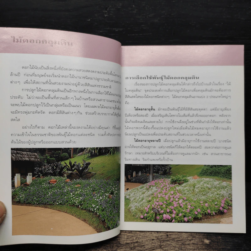 คู่มือคนรักต้นไม้ ไม้ดอกคลุมดิน - ปัทมา แซ่ลี้ รูปที่ 7
