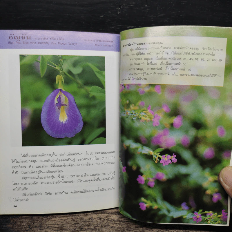 คู่มือคนรักต้นไม้ ดอกไม้สีม่วง - สุปรียา จันทะเหลา รูปที่ 8