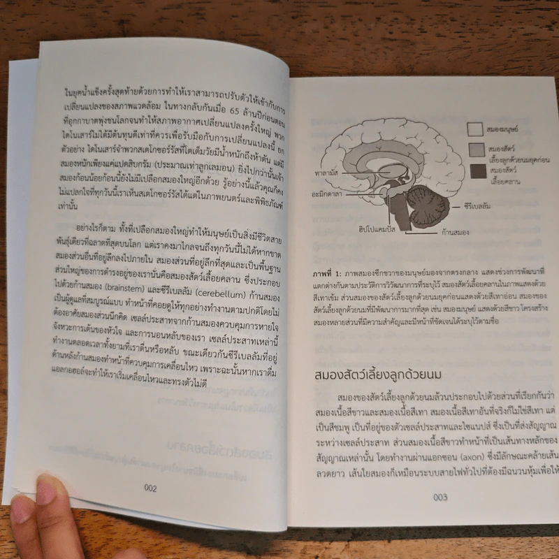 สร้างซูเปอร์สมอง - Kaja Nordengen รูปที่ 10
