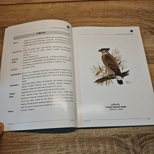 นกในป่าสะแกราช Birds of Sakaerat - สถาบันวิจัยวิทยาศาสตร์และเทคโนโลยีแห่งประเทศไทย รูปที่ 9