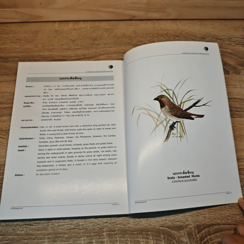 นกในป่าสะแกราช Birds of Sakaerat - สถาบันวิจัยวิทยาศาสตร์และเทคโนโลยีแห่งประเทศไทย รูปที่ 10