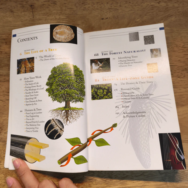 Trees - Discovery Channel รูปที่ 7