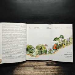 Afield Guide to Forest Trees of Northern Thailand รูปที่ 10