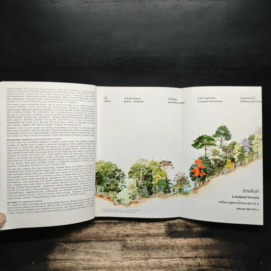 Afield Guide to Forest Trees of Northern Thailand รูปที่ 10