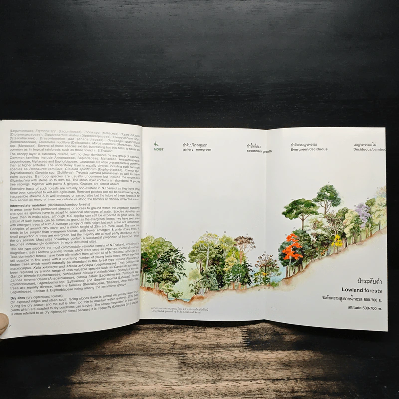 Afield Guide to Forest Trees of Northern Thailand รูปที่ 10