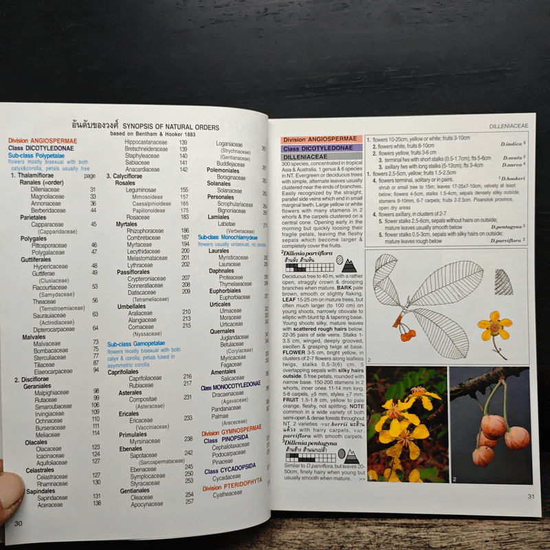 Afield Guide to Forest Trees of Northern Thailand รูปที่ 11