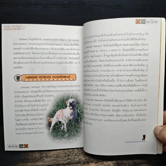 หมา (ไม่) หมา เรื่องหมาๆที่คนรักหมาต้องรู้ - ชนกพร จันทรีบูลย์ รูปที่ 8