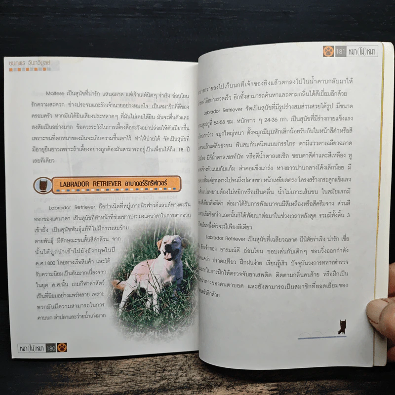 หมา (ไม่) หมา เรื่องหมาๆที่คนรักหมาต้องรู้ - ชนกพร จันทรีบูลย์ รูปที่ 8