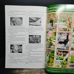 ผักอินทรีย์ ตลาดดี สร้างรายได้งาม รูปที่ 9