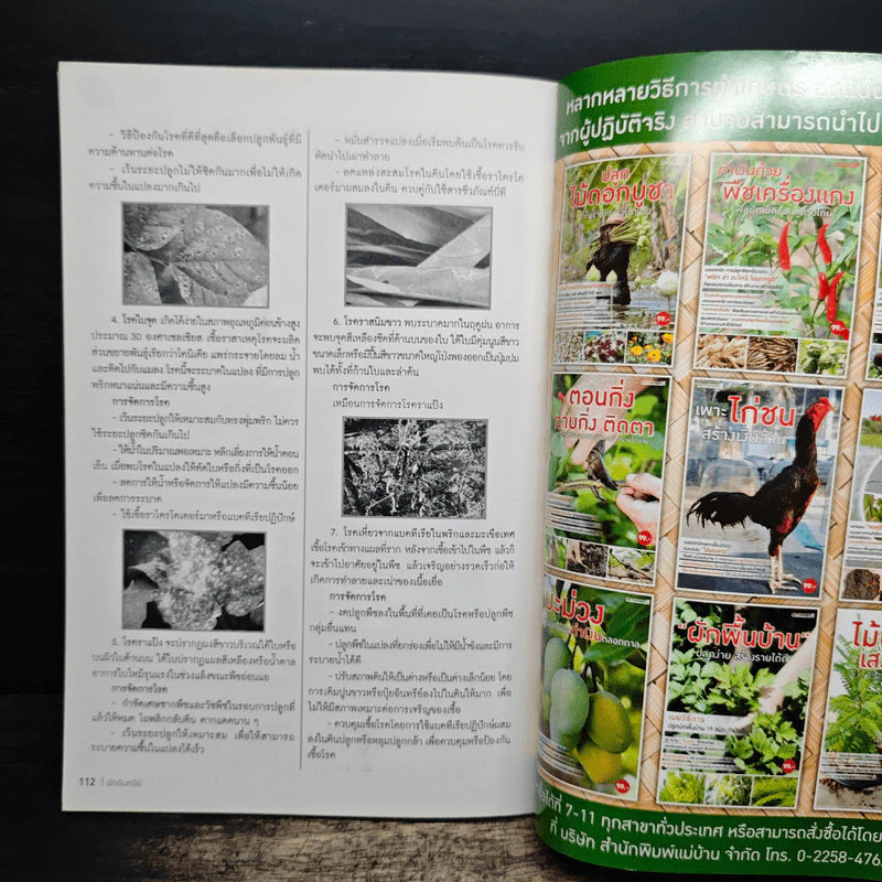 ผักอินทรีย์ ตลาดดี สร้างรายได้งาม รูปที่ 9