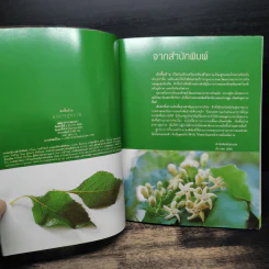 ผักพื้นบ้านอาหารสุขภาพ รูปที่ 6