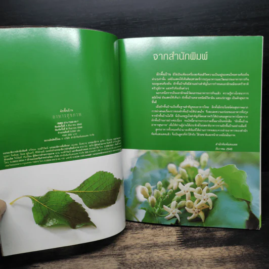 ผักพื้นบ้านอาหารสุขภาพ รูปที่ 6