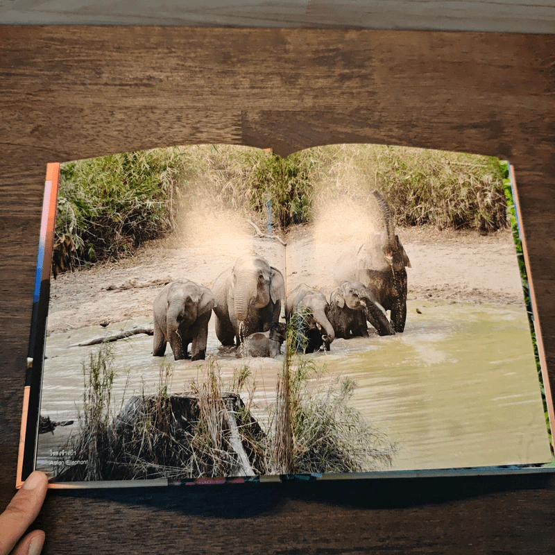 30 ปี อุทยานแห่งชาติแก่งกระจาน รูปที่ 6