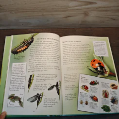 Usborne Naturetrail : Insects & other creepy-crawlies รูปที่ 7