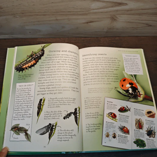 Usborne Naturetrail : Insects & other creepy-crawlies รูปที่ 7