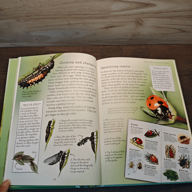 Usborne Naturetrail : Insects & other creepy-crawlies รูปที่ 7