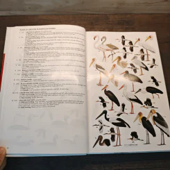 A Field Guide to the Birds of South-East Asia - Craig Robson รูปที่ 8
