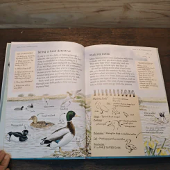 Birdwatching รูปที่ 7