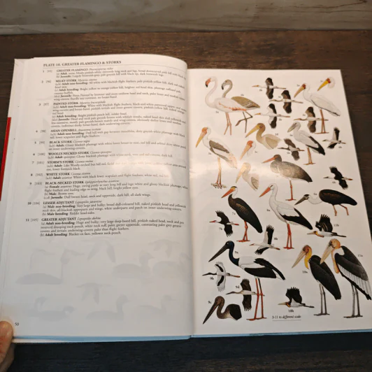 A Field Guide to the Birds of South-East Asia - Craig Robson รูปที่ 8