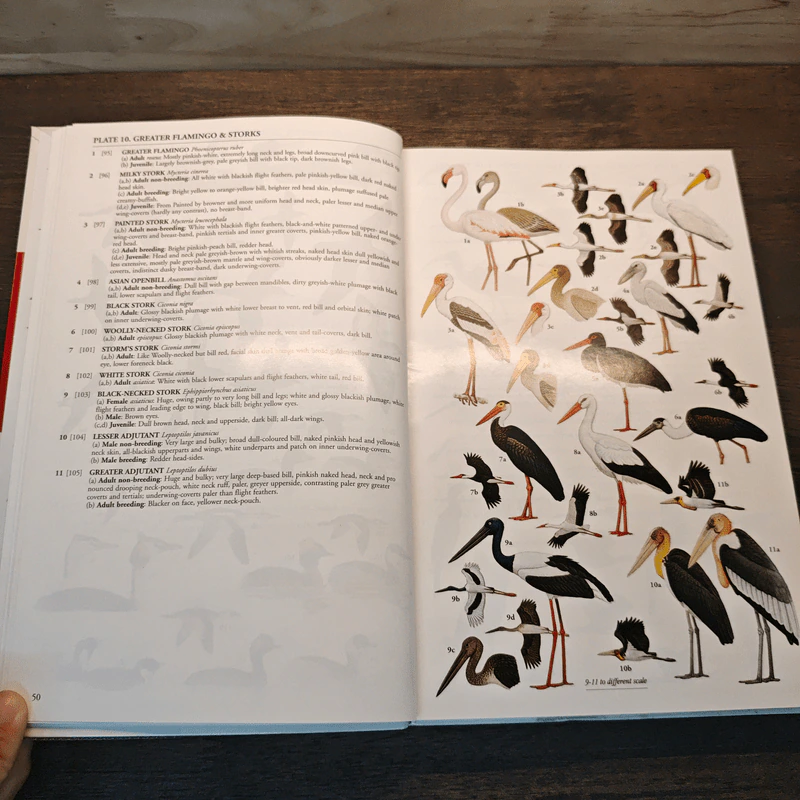 A Field Guide to the Birds of South-East Asia - Craig Robson รูปที่ 8