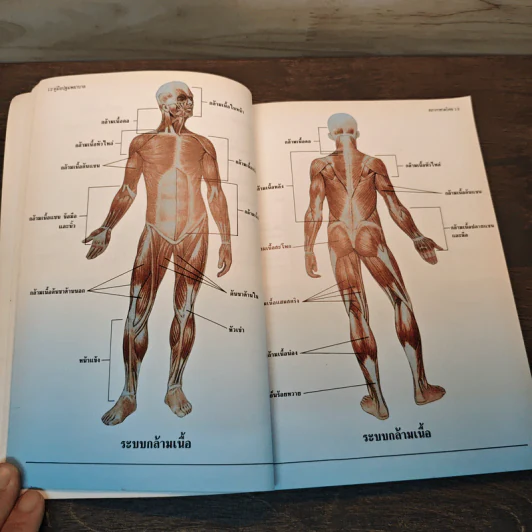 คู่มือปฐมพยาบาล First Aid Manual - สภากาชาดไทย รูปที่ 7