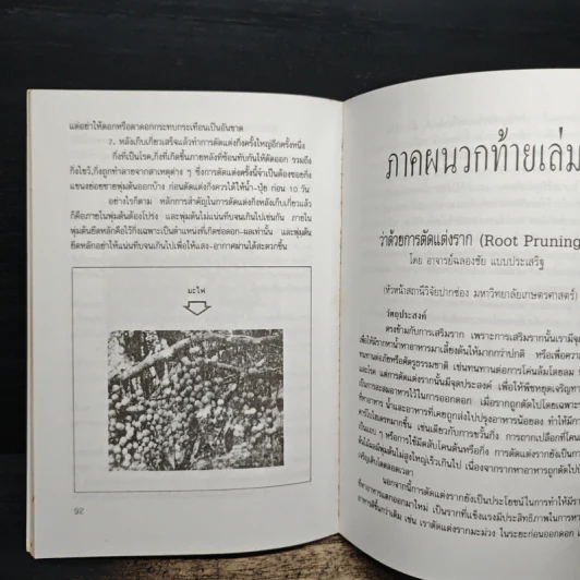 ศิลปะการตัดแต่งกิ่งไม้ผล รูปที่ 8