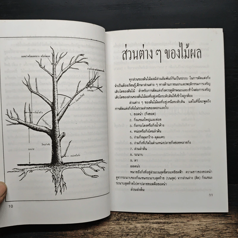 ศิลปะการตัดแต่งกิ่งไม้ผล รูปที่ 7