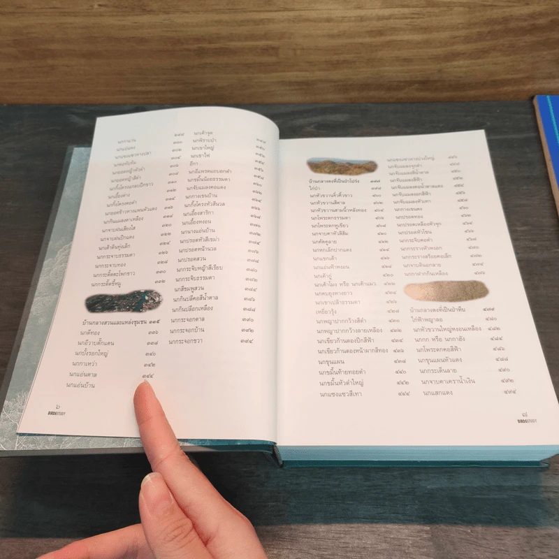 Bird Study เรียนรู้เรื่องนก - ประทุมทอง รูปที่ 8