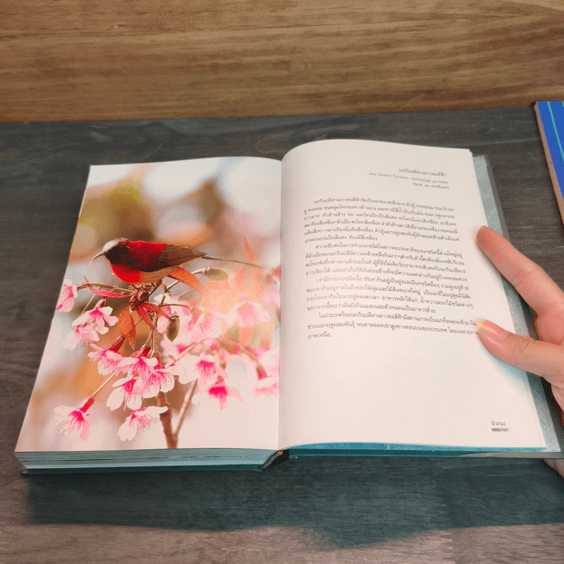 Bird Study เรียนรู้เรื่องนก - ประทุมทอง รูปที่ 11